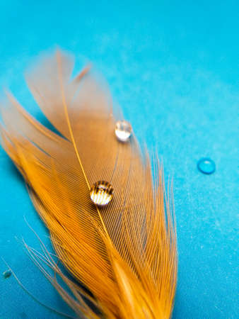 orange feather with water drops on a blue backgroundの写真素材
