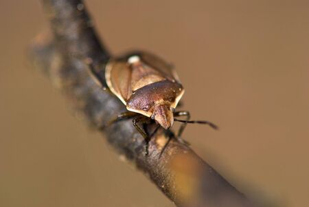 bed-bugの写真素材