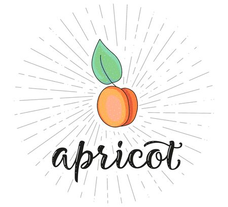 Apricot. Fruit symbol for farm market menu. Healthy food design. Vector stock illustration. Letteringのイラスト素材