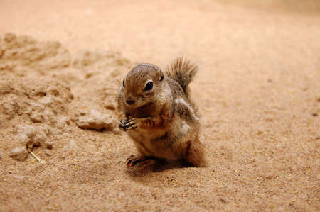 Chipmunkの写真素材