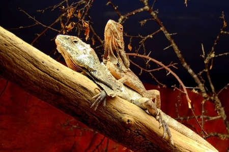 Lizards on the branchの写真素材