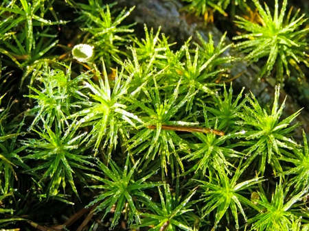 Moss with water dropsの写真素材