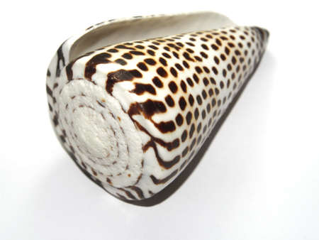 Sea Shell
