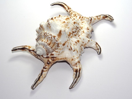 Sea Shell