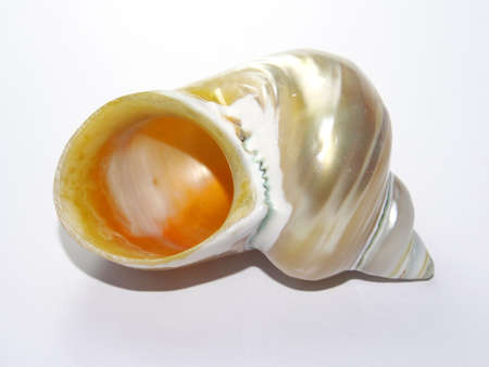Sea Shell