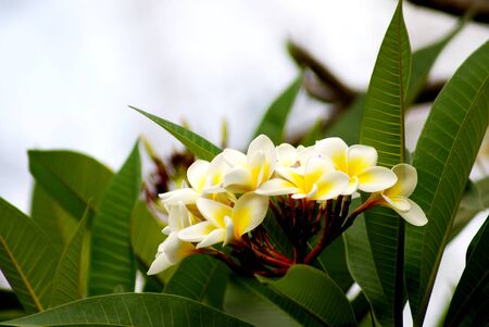 Close up beautiful frangipani flowers or plumeria flowers are blooming on green leaves background under soft sunlight in the garden, thailand spa therapy flower soft, focus backgroundの写真素材