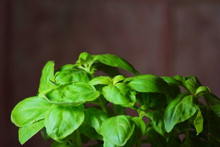 my basil in the morning sunの写真素材
