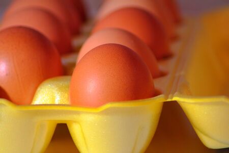 eggs in rowの写真素材