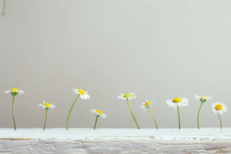 White daisies on a light gray background, copy space
