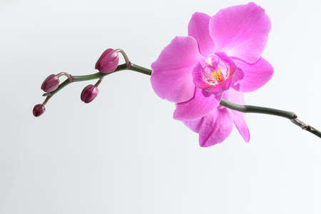 Pink orchid branch close up isolated on the white backgroundの写真素材