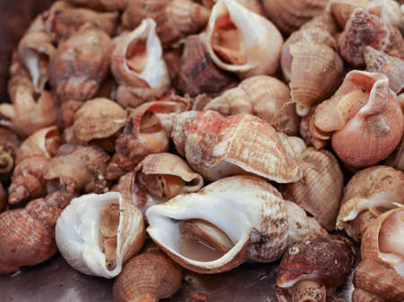 Fresh sea snails bulot or common whelks at a seafood market, close-upの写真素材