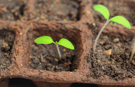 Young bright green tomato sprouts in peat pots which was sprouted from seeds, closeup. The concept of gardening of spring plantings in the gardenの写真素材