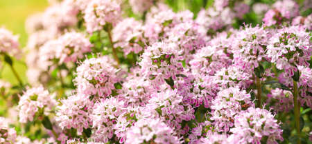 Spring thyme or thymus blooming, a spicy herb for use in cooking, part of the famous French provenc herbsの写真素材