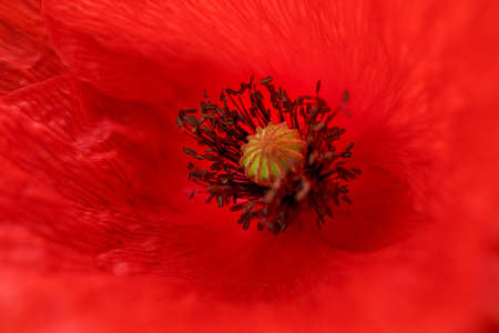 Close-up of red poppy flower as a natural beautiful backgroundの写真素材