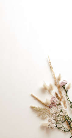 Summer meadow grass composition isolated on white background, flat lay, top view.の写真素材