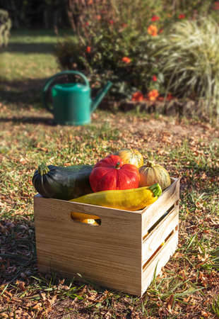 Fresh organic vegetables: yellow, green and round zucchini and pumpkin in a wooden box in the autumn gardenの写真素材