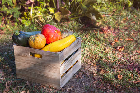 Fresh organic vegetables: yellow, green and round zucchini and pumpkin in a wooden box in the autumn gardenの写真素材