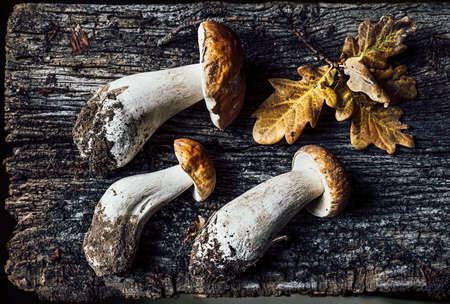 Autumn composition with porcini mushrooms and oak leaves on dark old wooden background. Flat lay