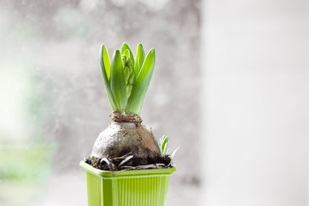 Hyacinth sprout in a green pot by the window as springtime look and connecting with natureの写真素材