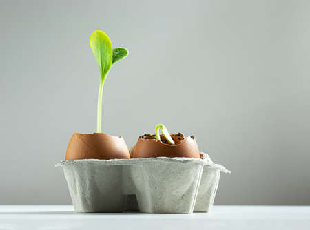 Seed germination of zucchini in egg shells on the light background, the concept of ecological gardening and spring plantingの写真素材
