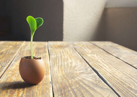 Germinated zucchini sprout in an eggshell on the wooden table as ecological gardening and zero waste conceptの写真素材
