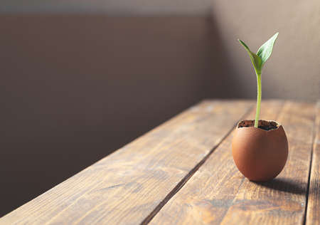 Young bright green zucchini sprout in an egg shell on the wooden table as eco-friendly concept of spring planting in the gardenの写真素材