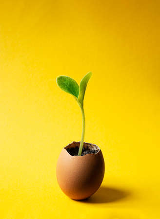 An eggshell with germinated zucchini sprout on the bright yellow background as eco-friendly concept...