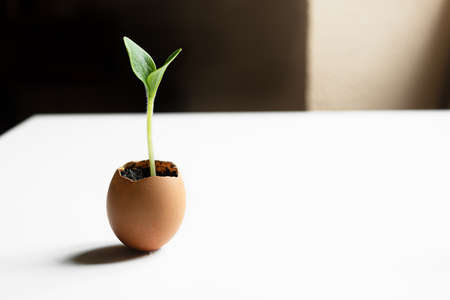 Germinated zucchini sprout in used eggshell on a white table with copy space as eco-friendly concept and springtime lookの写真素材