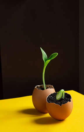 Seedling young bright green zucchini sprouts in egg shells on the black and yellow background, the concept of ecological gardening and springの写真素材