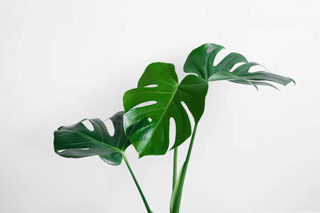 Beautiful green leaves of monstera (Monstera deliciosa) isolated on a light gray background,...
