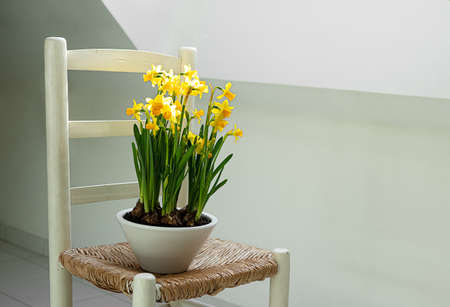A white ceramic pot with yellow blooming daffodils on a white chair in a home interiorの写真素材