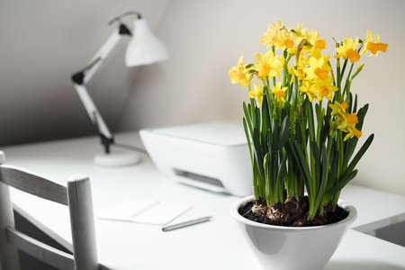 A white ceramic pot with beautiful blooming daffodils in a home interior on a white tableの写真素材