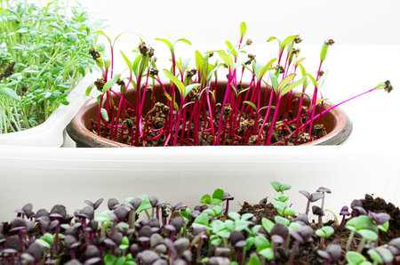Micro greens in bowls, sprouts of beetroot, watercress, green and purple basil cultivated at home, healthy eating and DIY conceptの写真素材