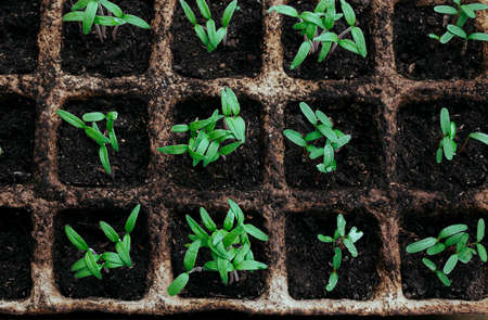 Young bright green tomato sprouts in ecological peat pots, the concept of growing your own food at home, top viewの写真素材