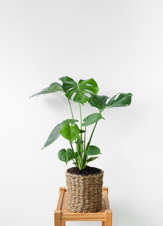 Beautiful monstera on a wooden table in a wicker flower pot isolated on a white backgroundの写真素材