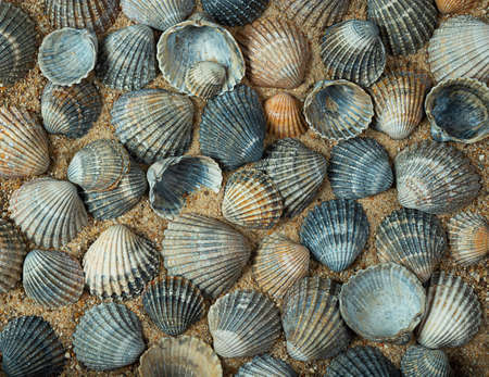 Seashells of different colors on the sand as a natural background, top viewの写真素材