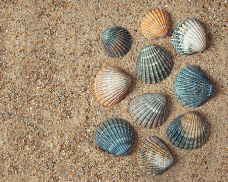 Several sea shells of different colors on the sand, summer and vacation concept, top view with copy spaceの写真素材