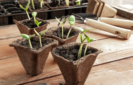 Peat pots with young cucumbers seedlings and gardening tools on the wooden surface, home gardening and connecting with nature conceptの写真素材