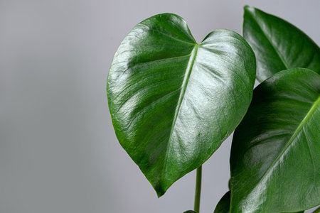 Bright green leaves of young plant of Monstera deliciosa in a on a gray background close-up, home gardening and connecting with natureの写真素材