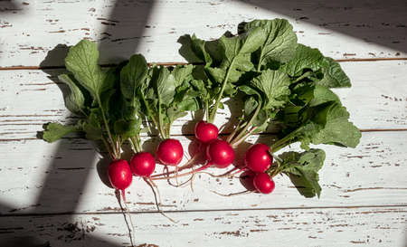 Organic fresh radish on the white wodden table in the sunlights - gardening, connecting with nature and natural food concept, top viewの写真素材
