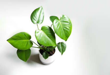Young plant of Monstera deliciosa in a flower pot on a light background close-up, home gardening and connecting with natureの写真素材