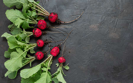 Fresh environmentally friendly radish on gray background, gardening, connecting with nature and natural food concept, top view with copy spaceの写真素材