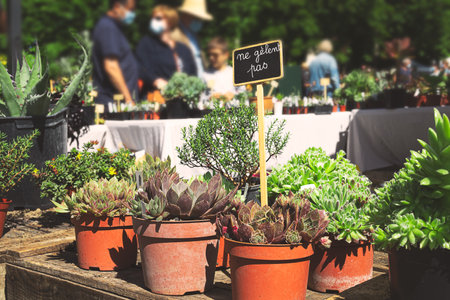 Succulent plants in pots at the spring flower fair in France, an inscription on the plate - not afraid of frostのeditorial素材