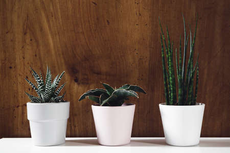 Indoors plants - sansevieria fernwood, sansevieria francisii and haworthia in pots against wooden background, connecting with nature and home gardening conceptの写真素材