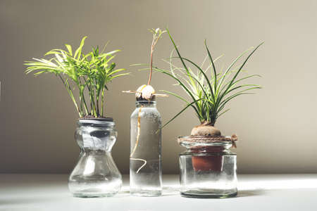 Mini plants in glass jars on a white shelf, home gardening and connecting with nature conceptの写真素材