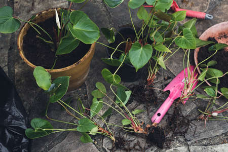 Transplant of anthurium home plant, home gardening and connecting with nature concept