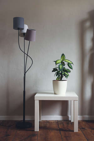 Dieffenbachia or Dumb cane plant in a white flower pot on a white table in minimalist and scandinavian style inteiorの写真素材