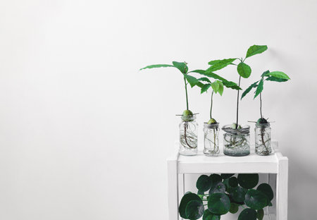Avocado sprouts in glass bottles and Chinese money plant or Pilea on a white table, connecting with nature and home gardening concept with copy spaceの写真素材