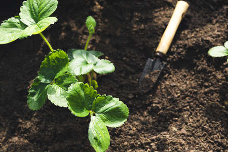 Transplanting strawberries in the fall in the garden, gardening, healthy eating and DIY conceptの写真素材