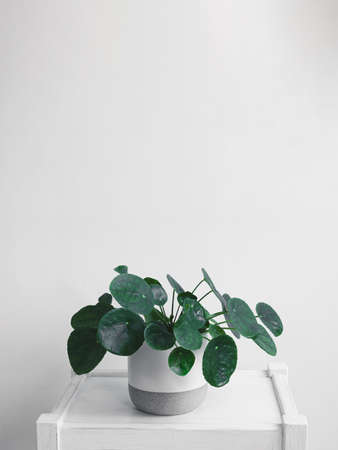 Pilea, Chinese money plant or pancake plant in a white and gray pot on a white table, minimalism and connecting with nature concept, copy spaceの写真素材